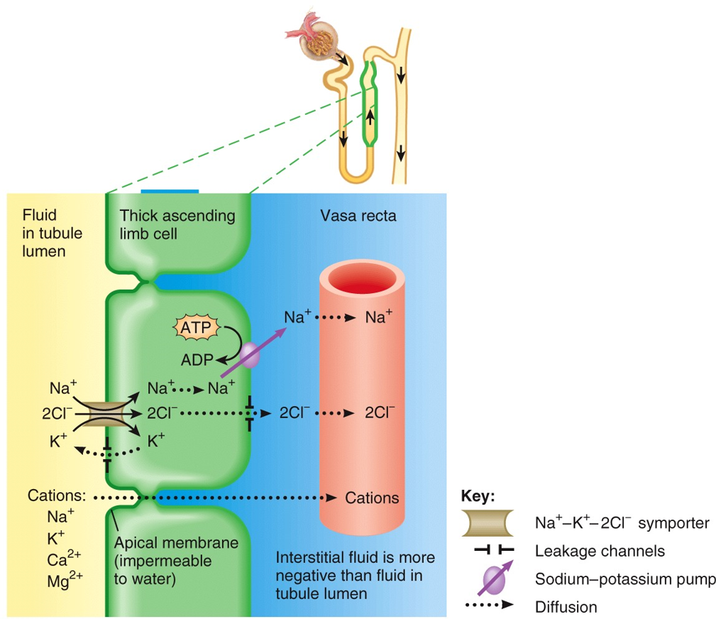 Reabsorption in the Nephron Loop