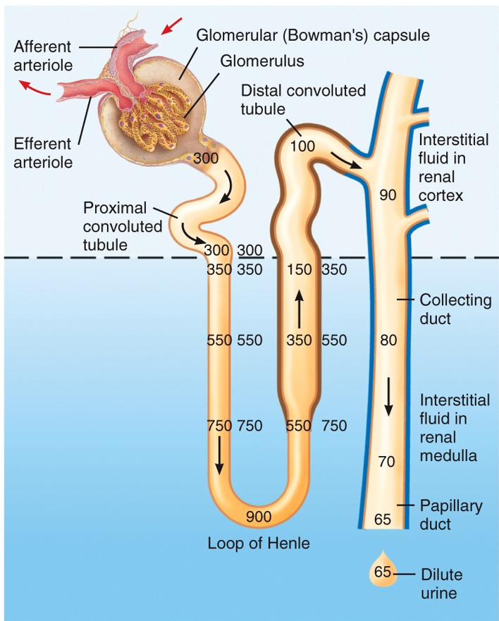 Formation of Dilute Urine