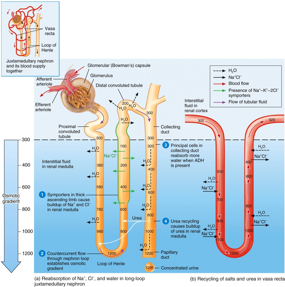 Formation of Concentrated Urine