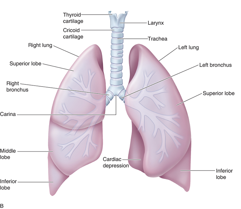 The Upper (A) and Lower (B) Respiratory Tracts (2 of 2)