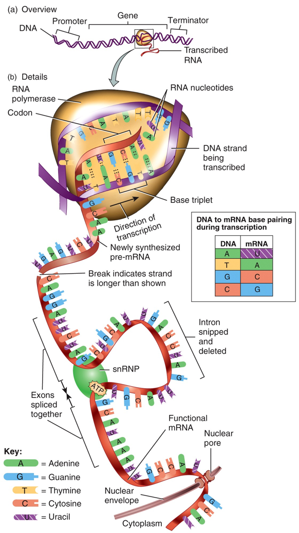 Protein Synthesis: Transcription