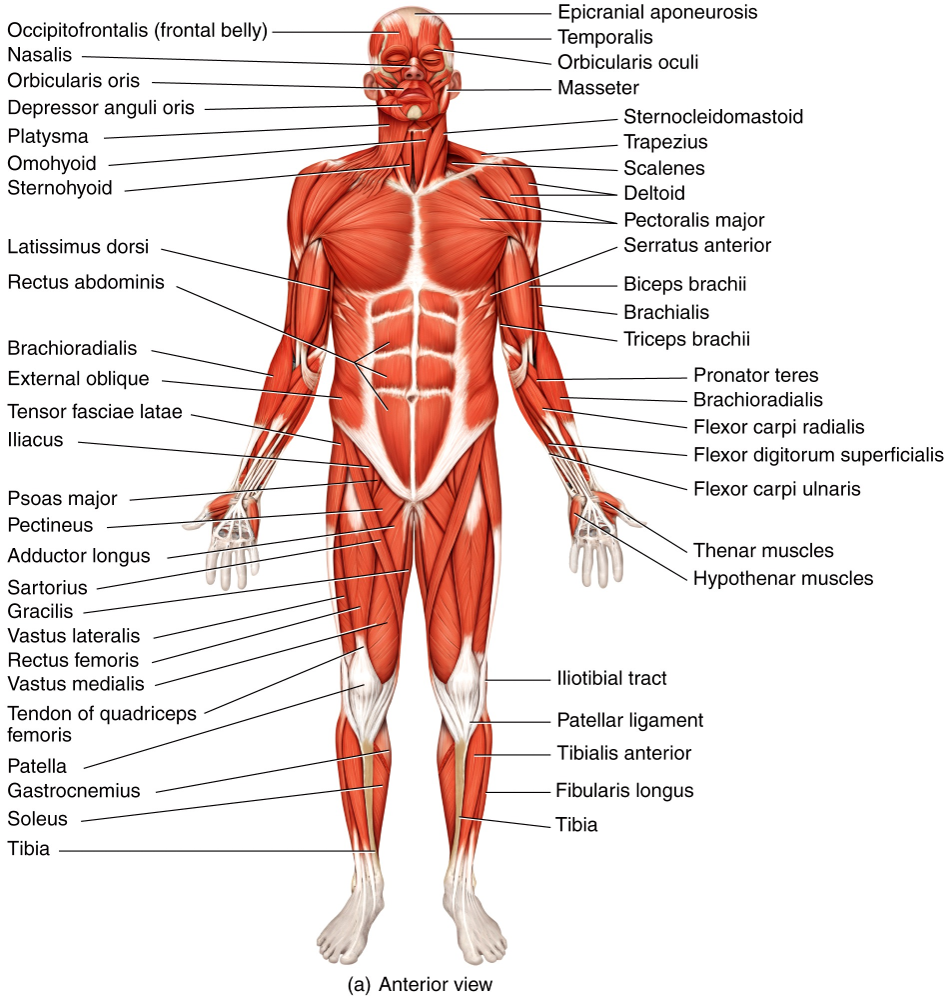 Superficial/Anterior Skeletal Muscles