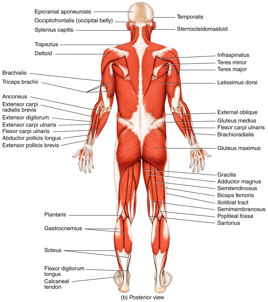 Superficial/Posterior Skeletal Muscles