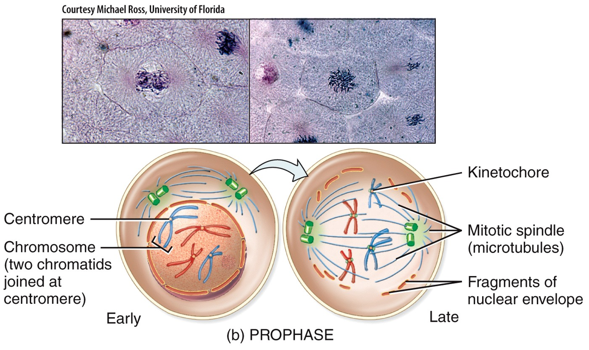 Mitotic Phase: Prophase