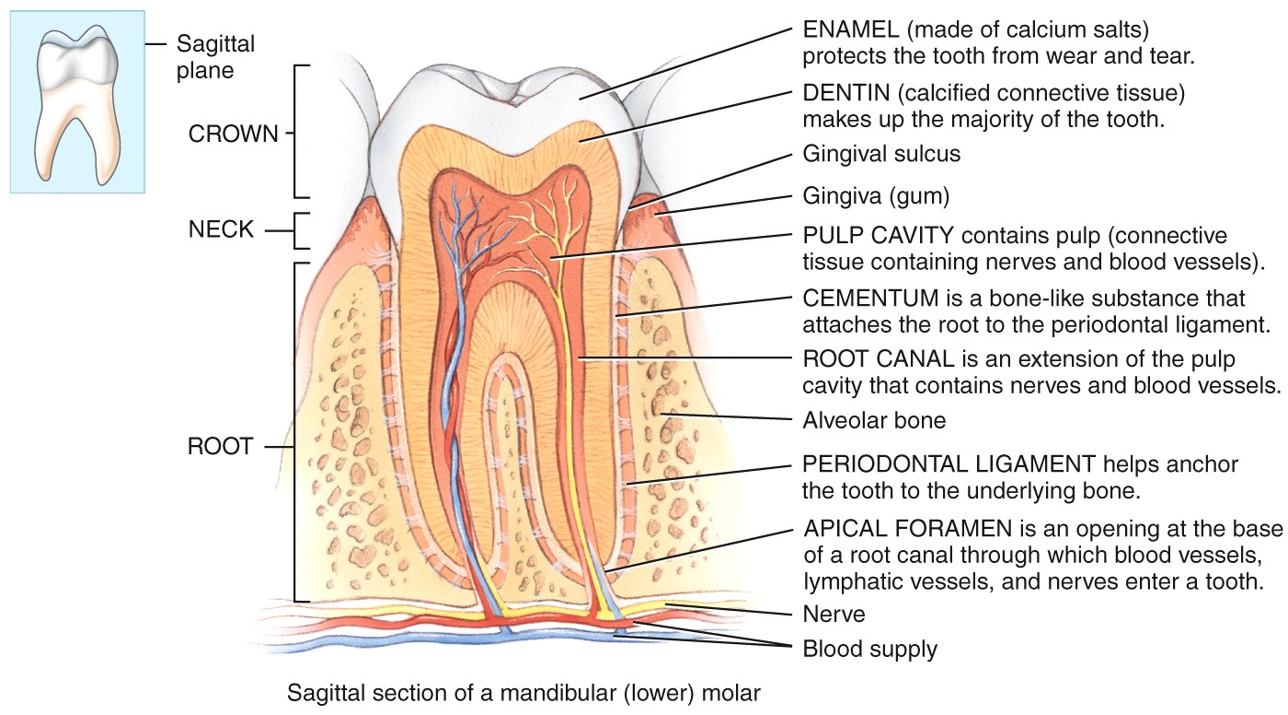 Teeth