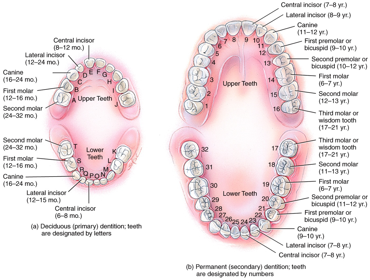 Teeth أسنان