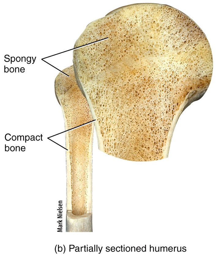 Histology of Bone