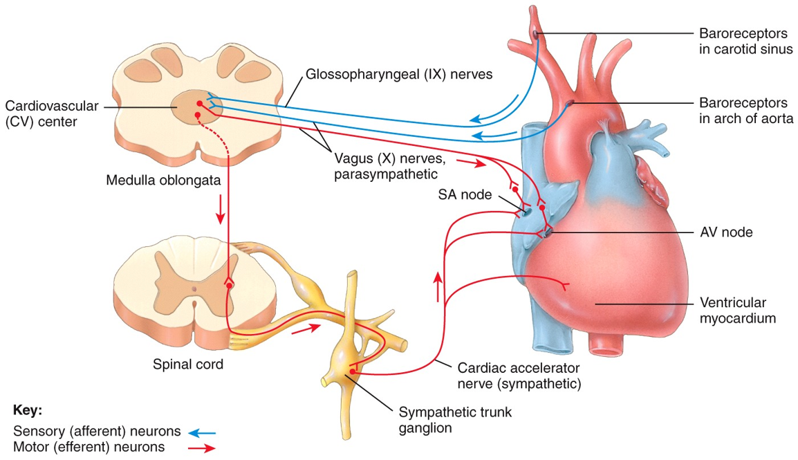 Control of BP and Blood Flow