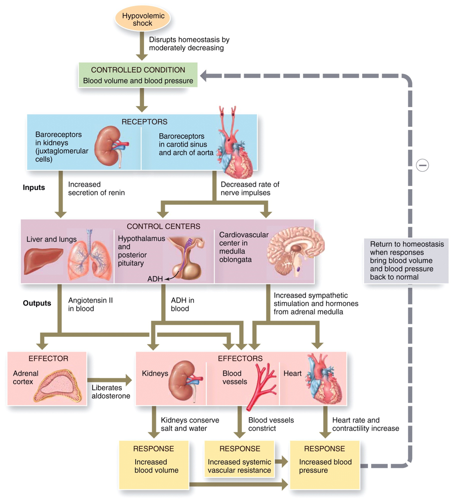 Responses to Hypovolemic Shock