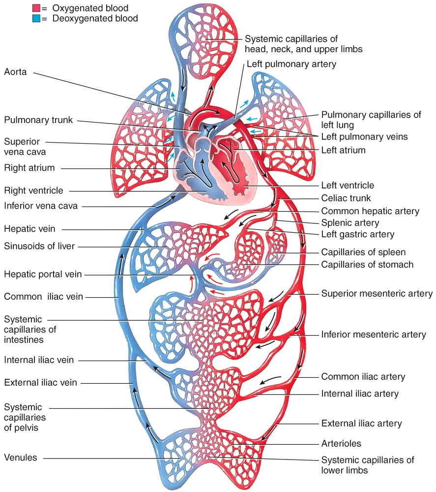 Circulatory Routes