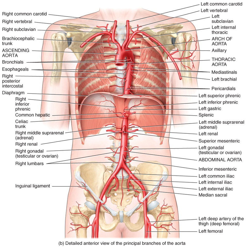 Systemic Circulation