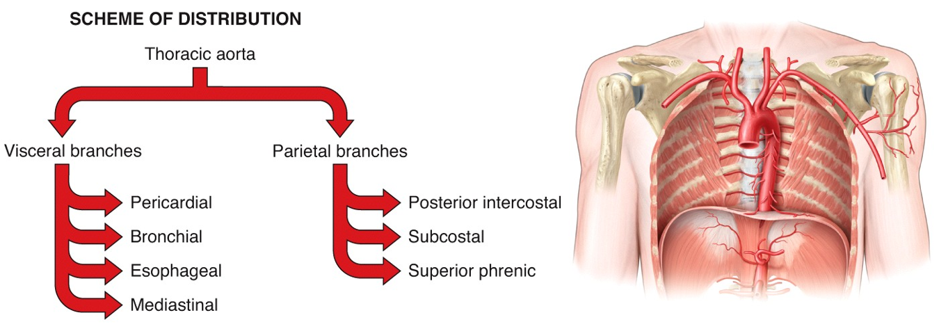 Systemic Circulation