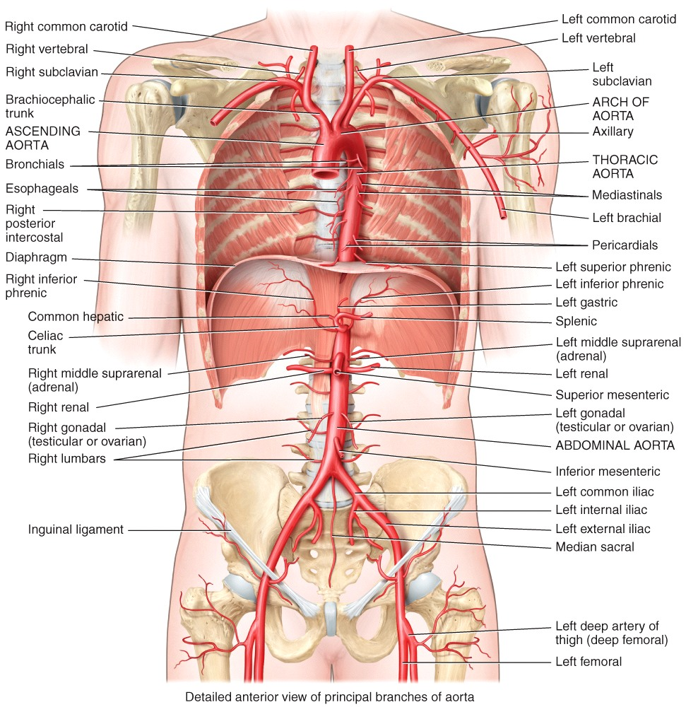 Systemic Circulation