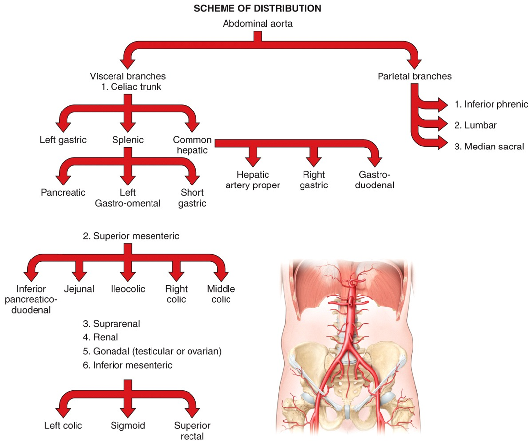 Systemic Circulation