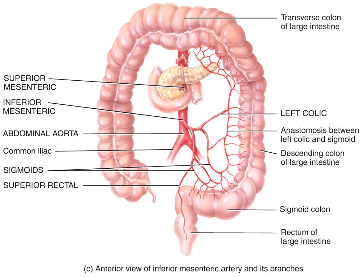 Systemic Circulation