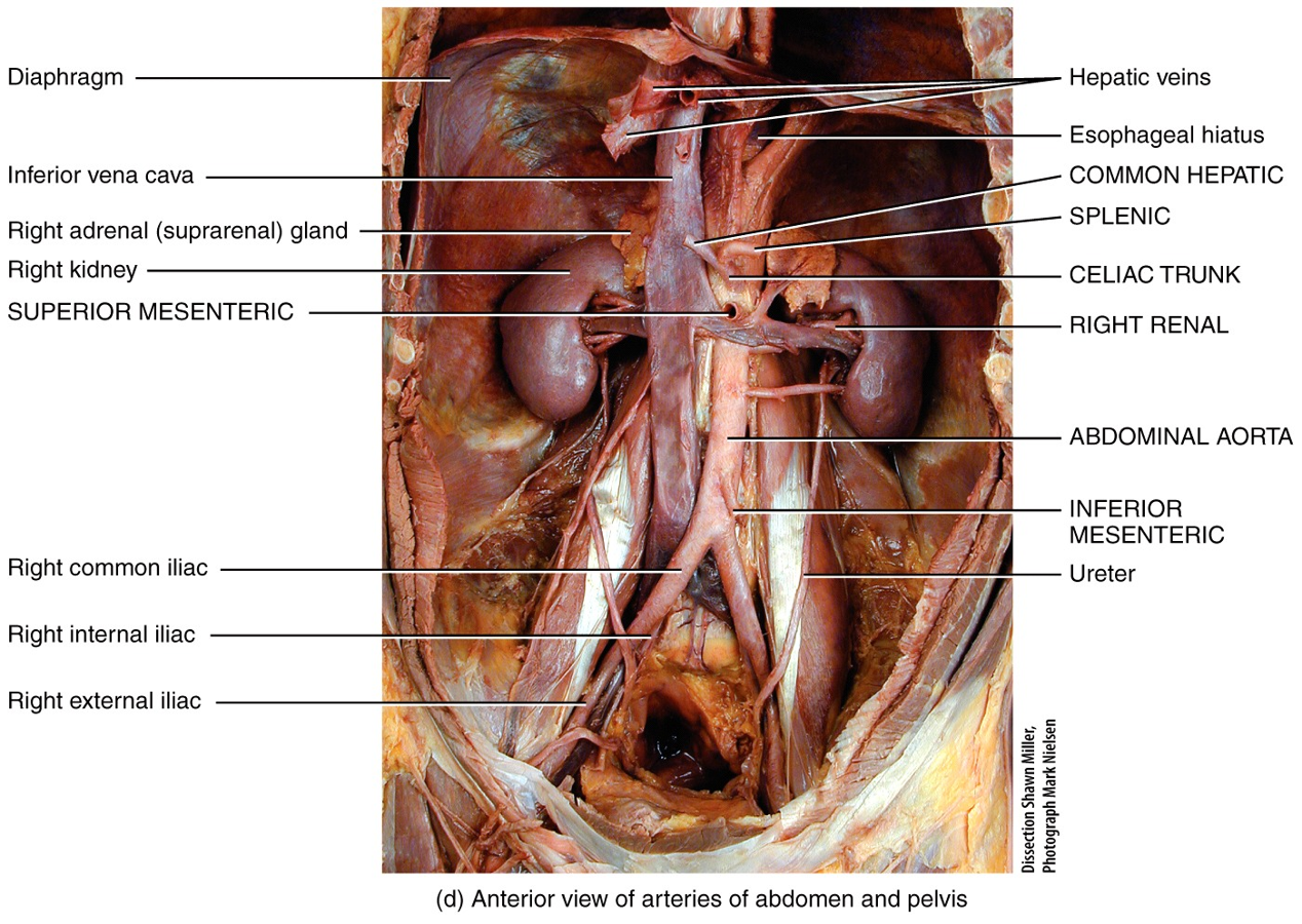 Systemic Circulation