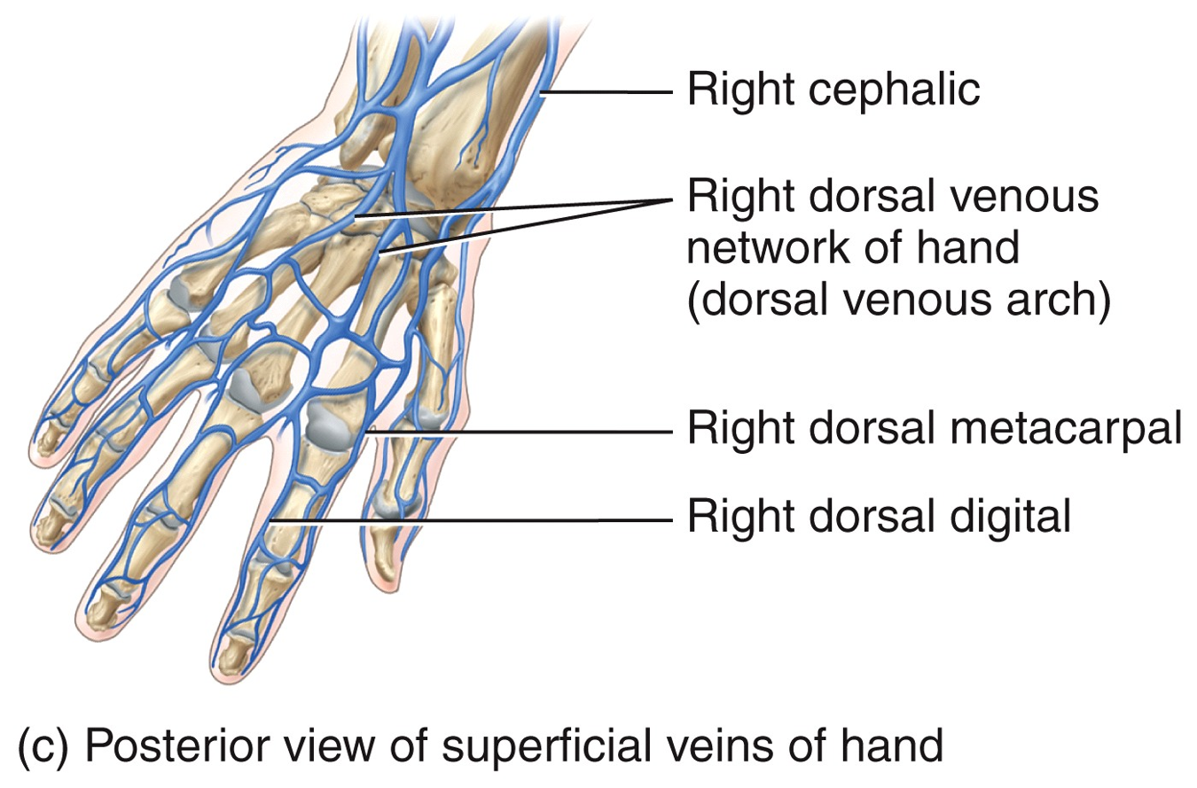 Systemic Circulation