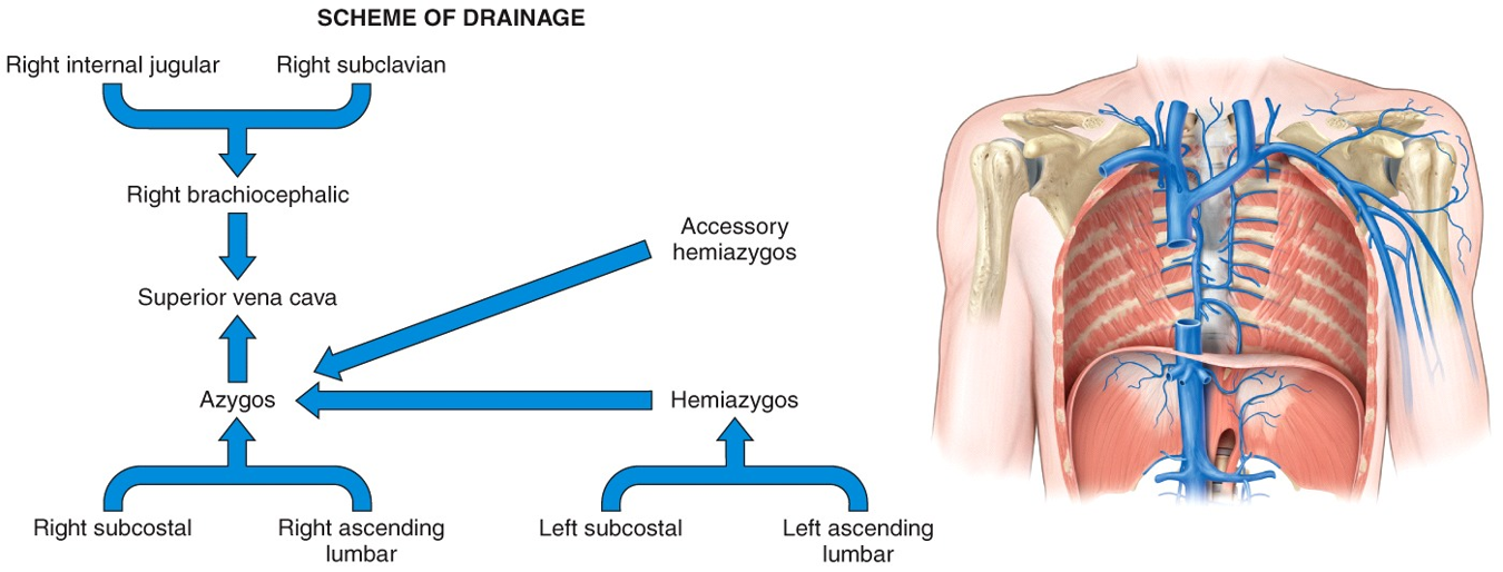 Systemic Circulation