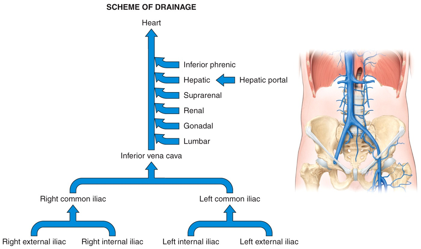 Systemic Circulation