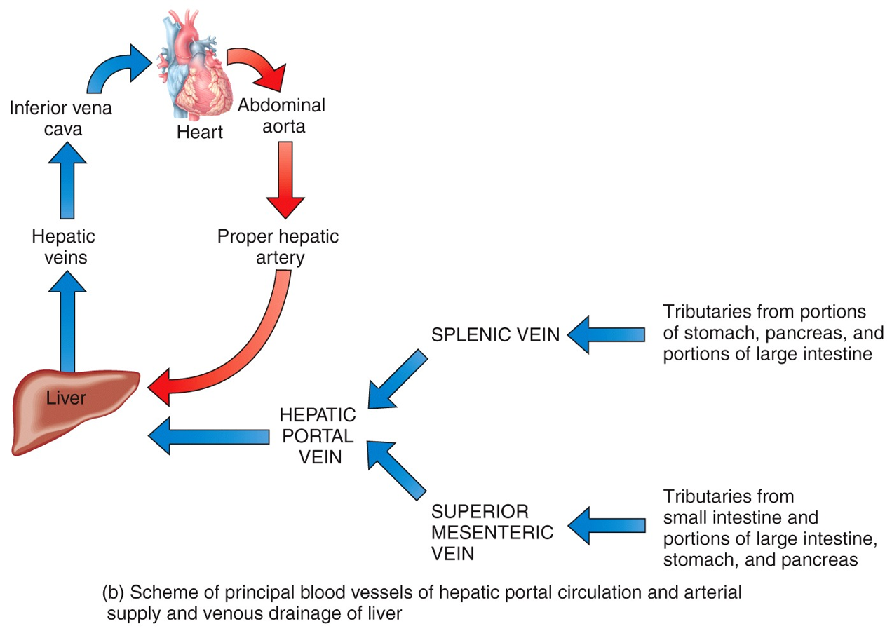 Hepatic Portal Circulation