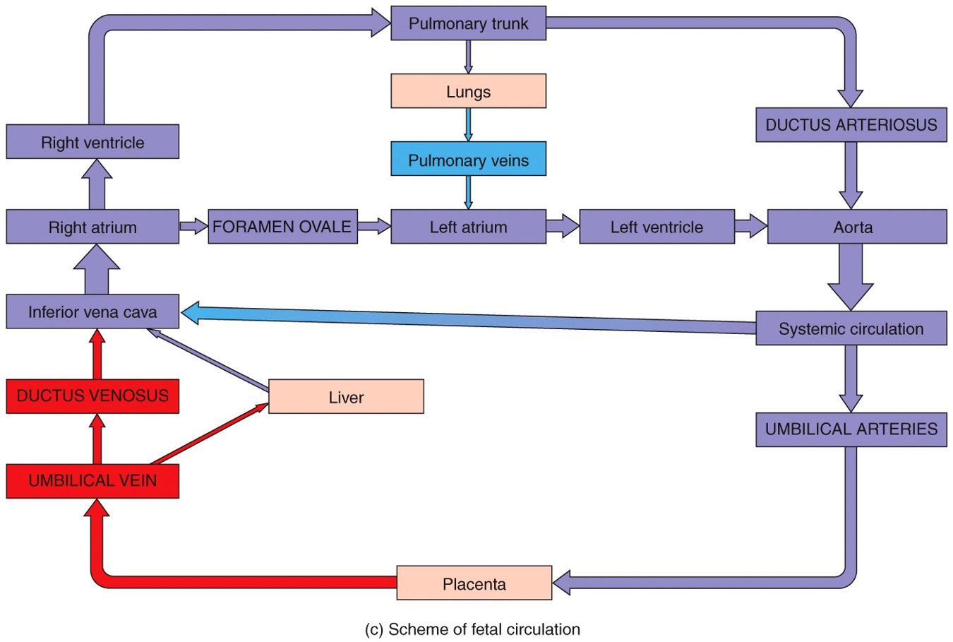 Fetal Circulation