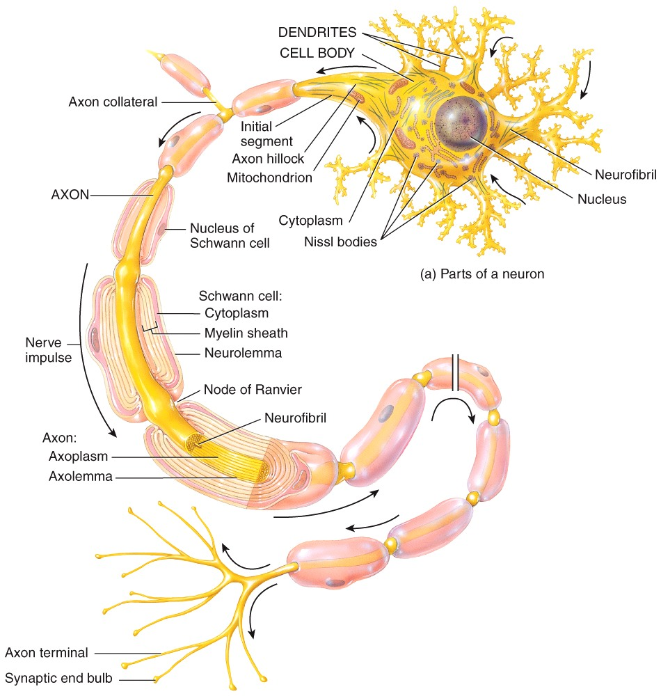 Neurons