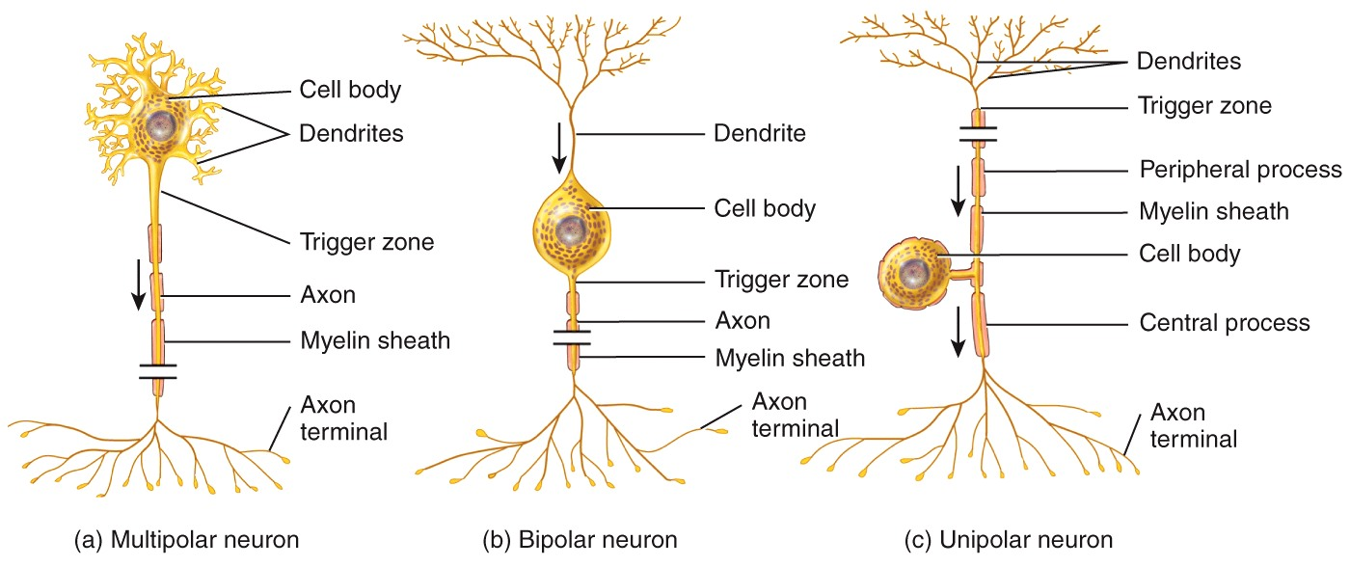 Structural Classification of Neurons