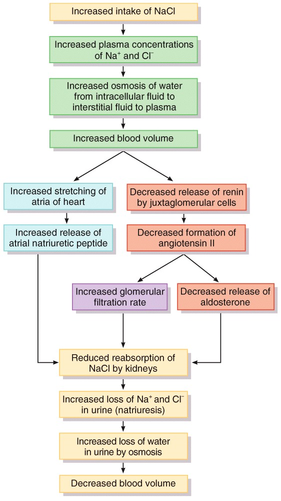 Fluid Compartments and Fluid Homeostasis