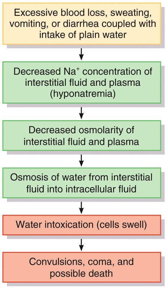 Fluid Compartments and Fluid Homeostasis