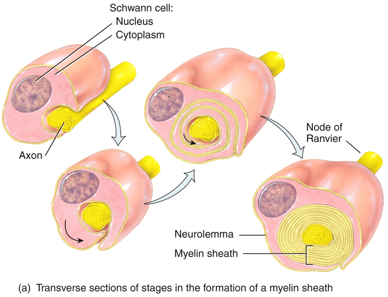 Myelination of Neurons