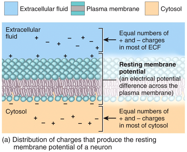 Resting Membrane Potential: Voltage Difference