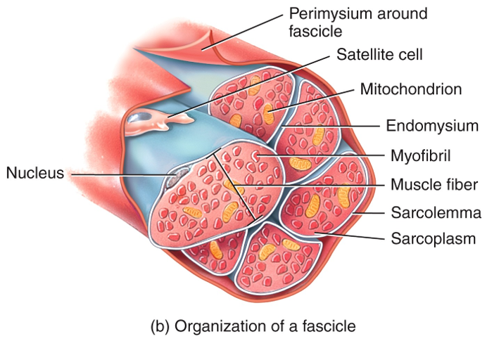 Microscopic Anatomy of a Muscle