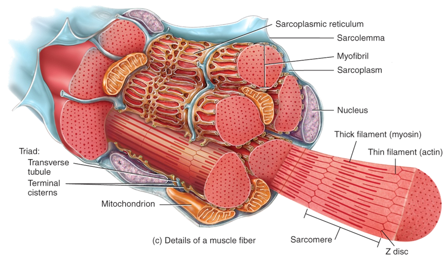 Microscopic Anatomy of a Muscle