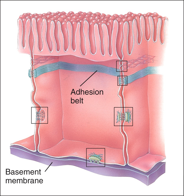 Cell Junctions