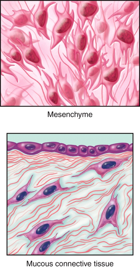 Embryonic Mesenchyme Mucous