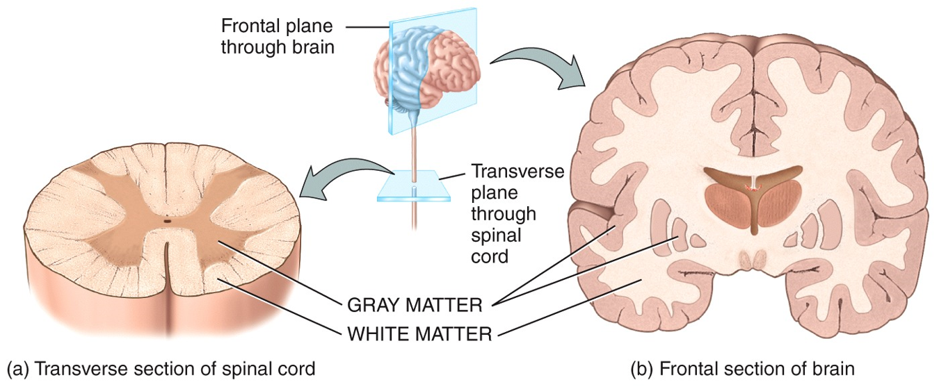 Gray Matter vs. White Matter