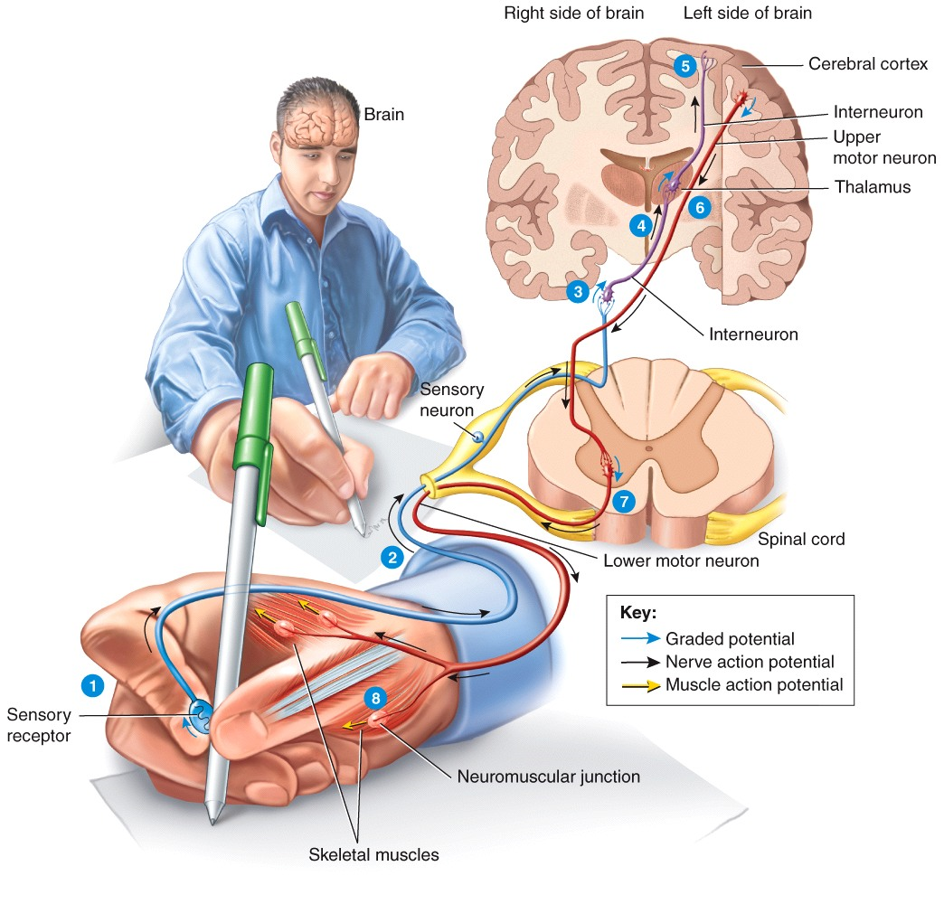 Graded Potentials & Action Potentials