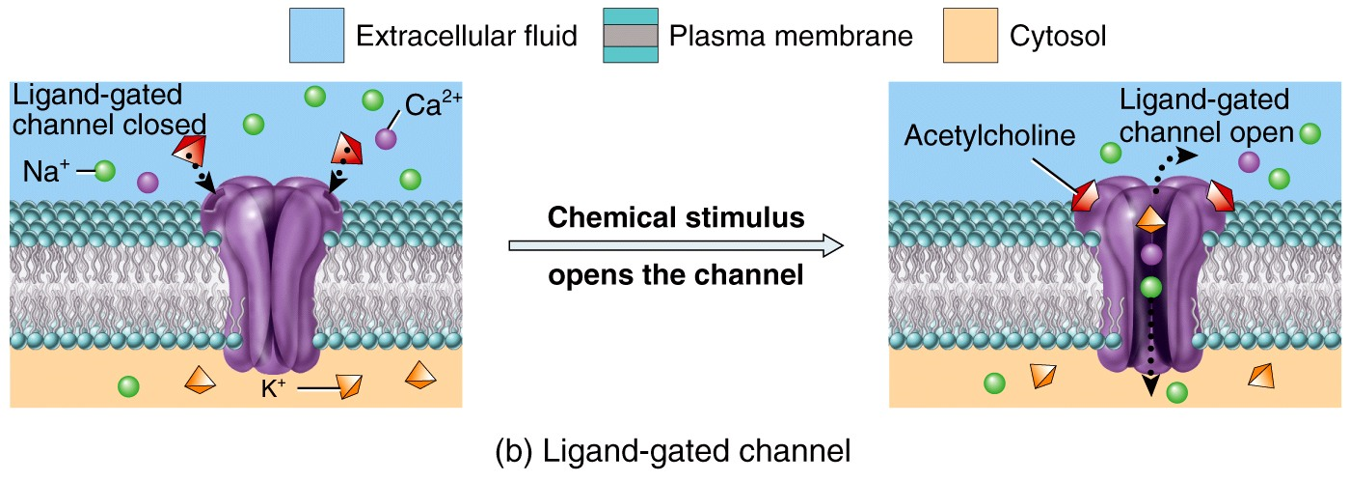 Ion Channels in Neurons