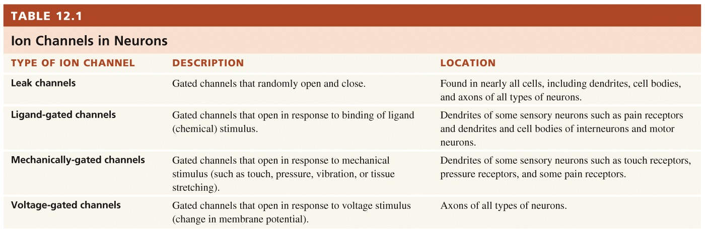 Ion Channels in Neurons