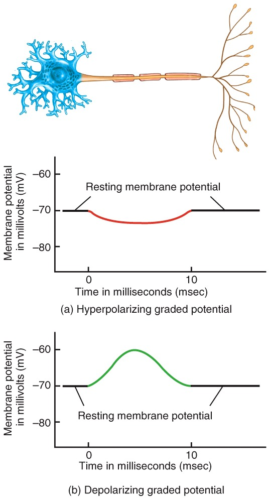 Graded Potentials