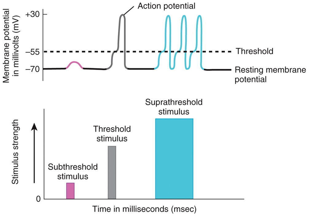 Action Potentials: Stimulus Strength