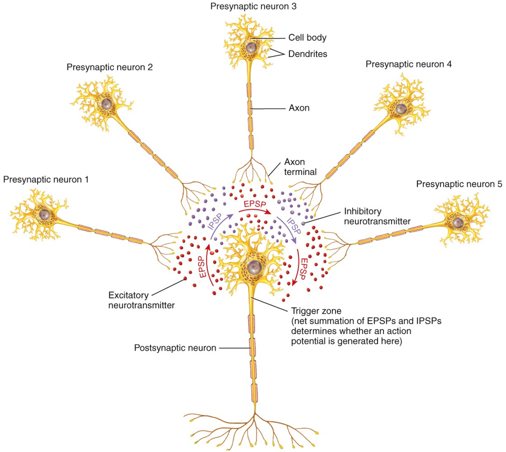 Summation of Postsynaptic Potentials