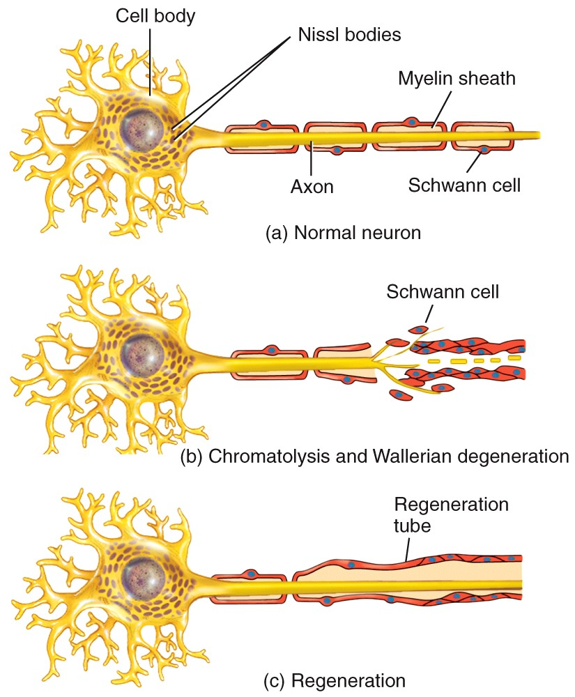 Damage and Repair in the CNS