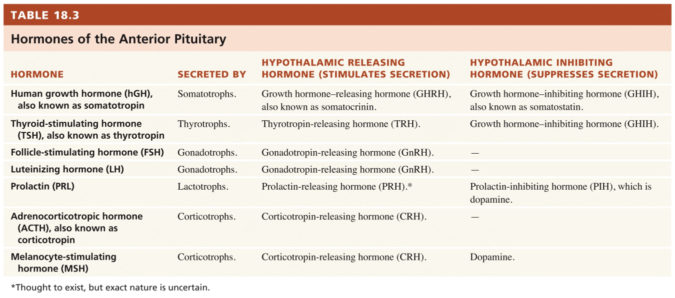 Hypothalamus and Pituitary Gland