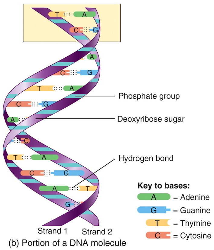 DNA & RNA