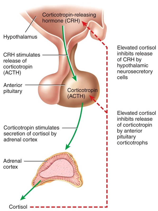 Hypothalamus and Pituitary Gland