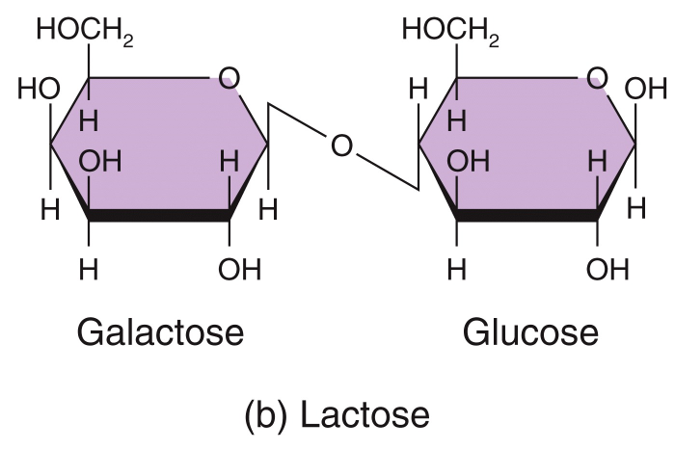 Disaccharides