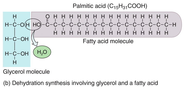 Fatty Acids