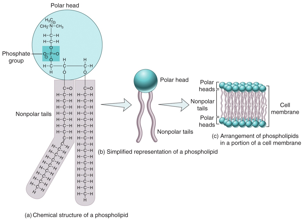 Phospholipids