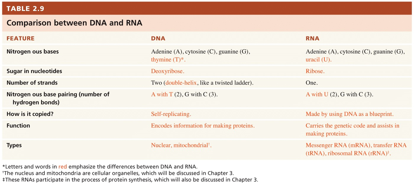 DNA vs. RNA